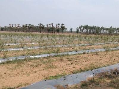 Regalla Agro Forestry Kashmeeri Red gols apple ber — 2026 07 15 at 4.11.46 PM